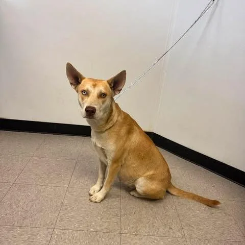 A young medium-sized female Yellow / Tan / Blond / Fawn Husky dog named Gia for adoption in Bastrop, TX