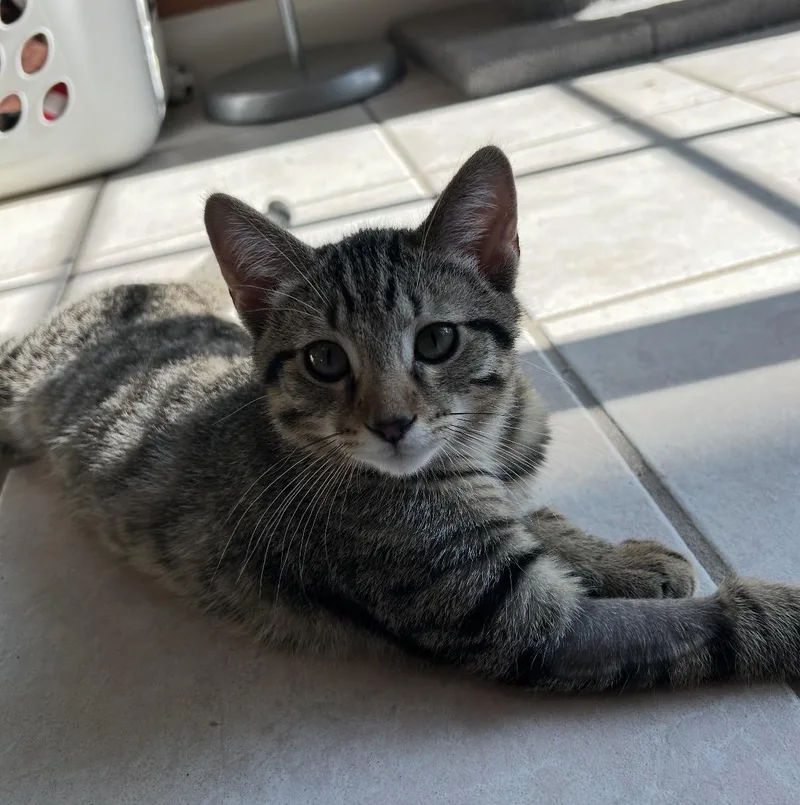 A baby small-sized male Tabby (Brown / Chocolate) Domestic Short Hair cat named Oj for adoption in Maineville, OH