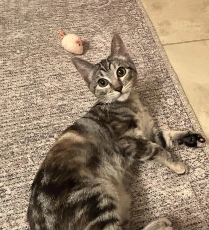 A young medium-sized female Domestic Short Hair cat named Bobbi for adoption in Fort Worth, TX