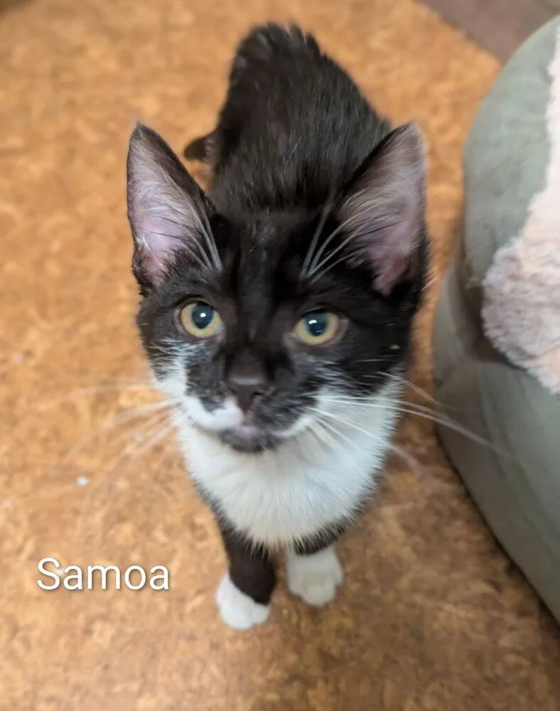 A baby small-sized female Black & White / Tuxedo Domestic Short Hair cat named Samoa for adoption in Vancouver, WA