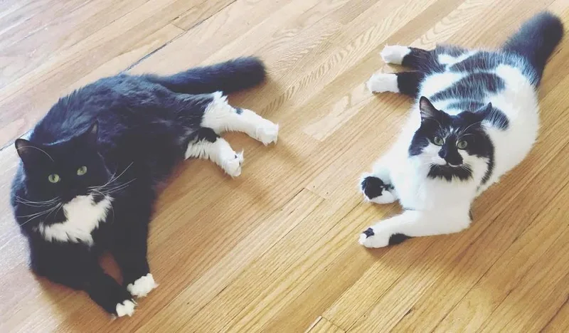 Figaro And Athena thumbnail 3