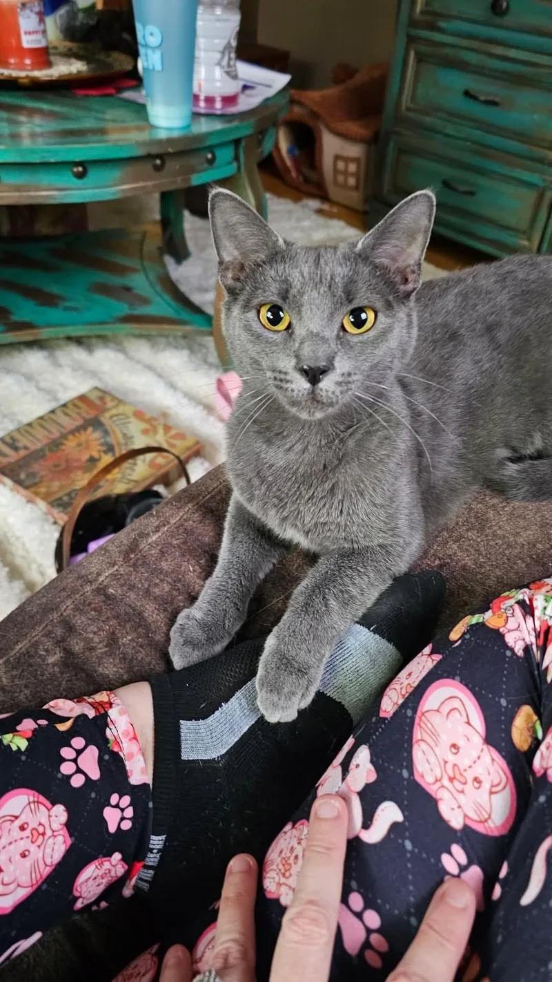 An adult medium-sized female Gray / Blue / Silver Domestic Short Hair cat named Ash for adoption