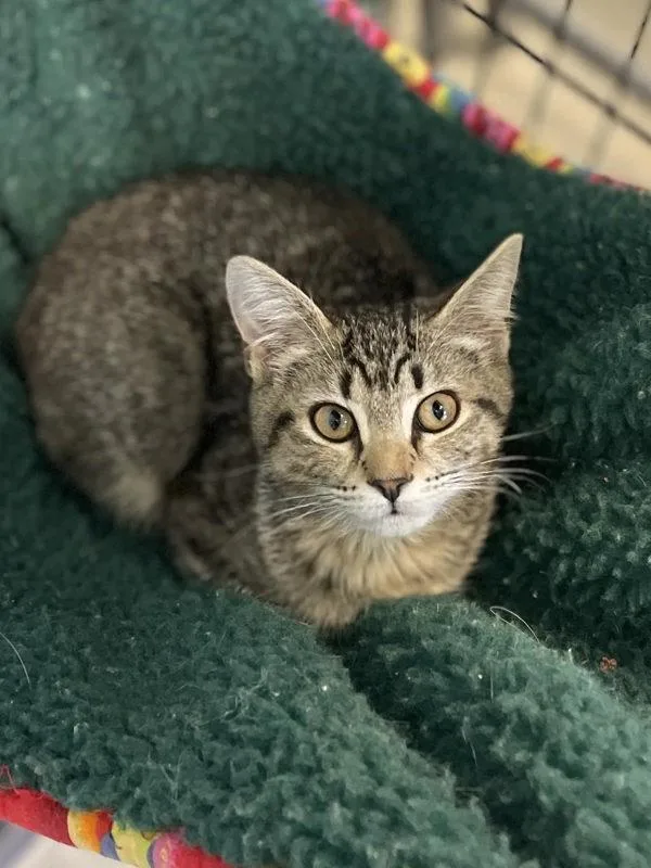 A baby small-sized female Domestic Short Hair cat named Gooseberry for adoption in Roanoke, VA