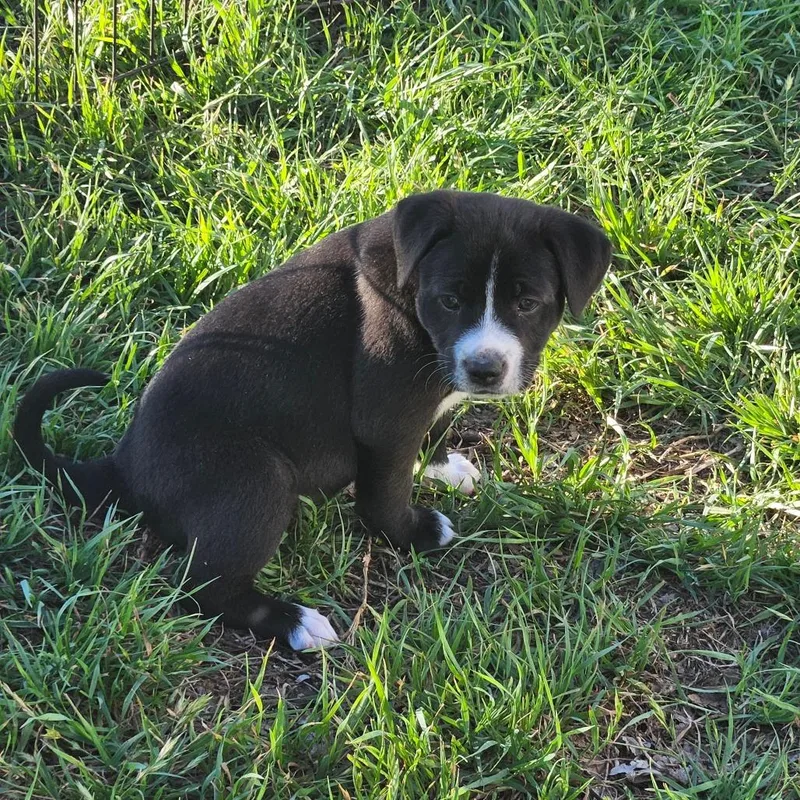 Cocoa Puff thumbnail 2