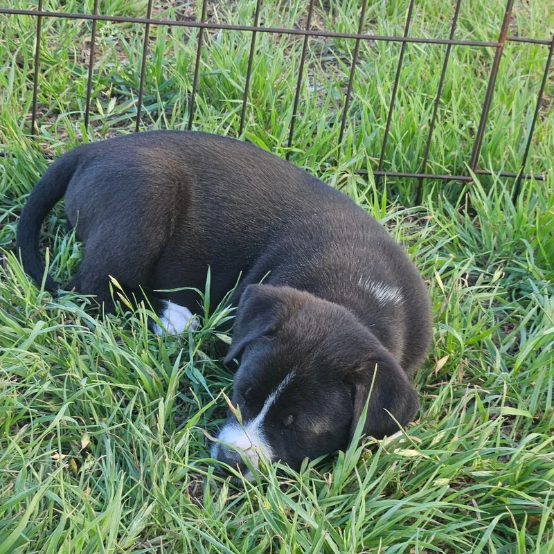 Cocoa Puff thumbnail 3