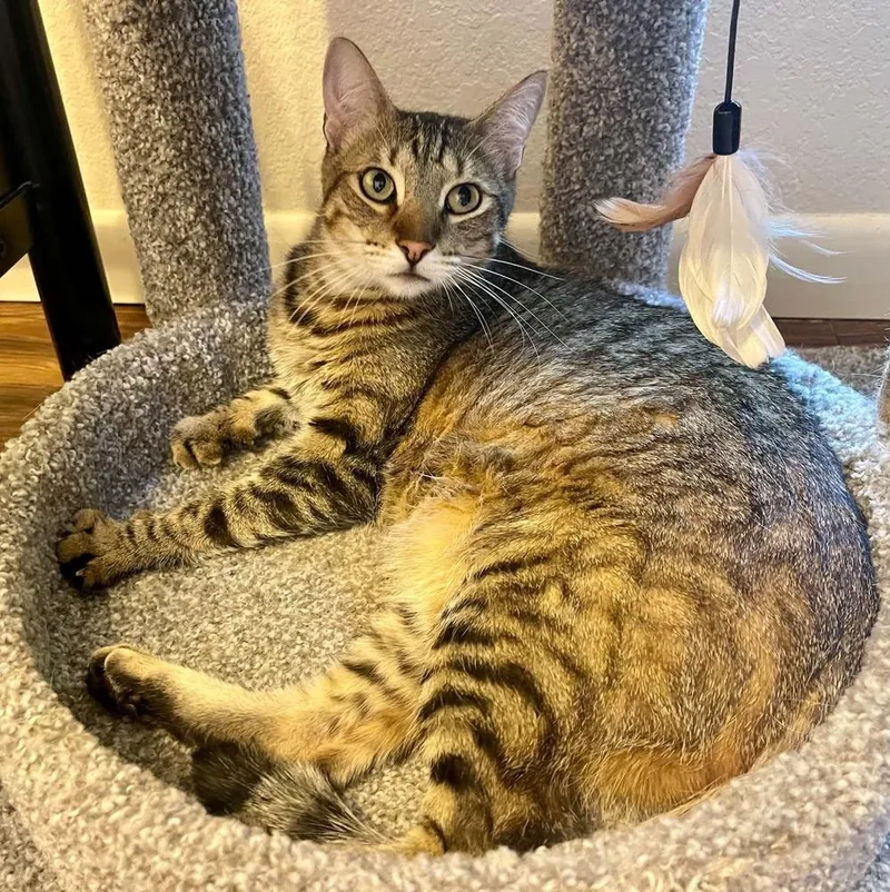 An adult large-sized male Domestic Short Hair cat named Rojo for adoption in tucson, AZ