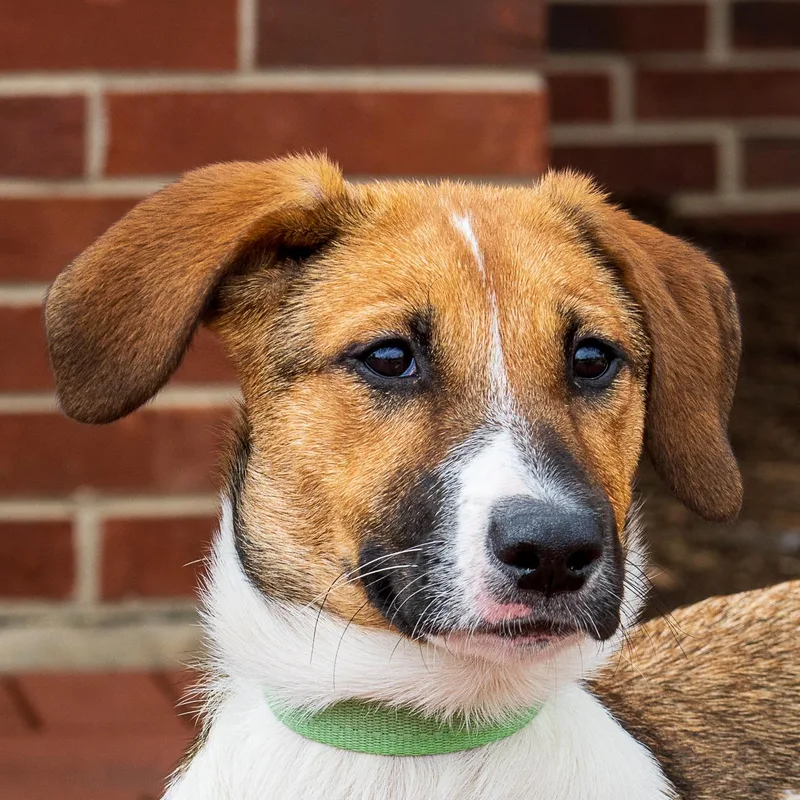 A baby large-sized female Hound dog named Piper for adoption in Arlington Heights, IL