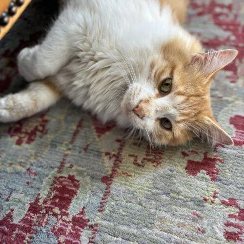 A young medium-sized female Domestic Long Hair cat named Parker for adoption in Fishers, IN