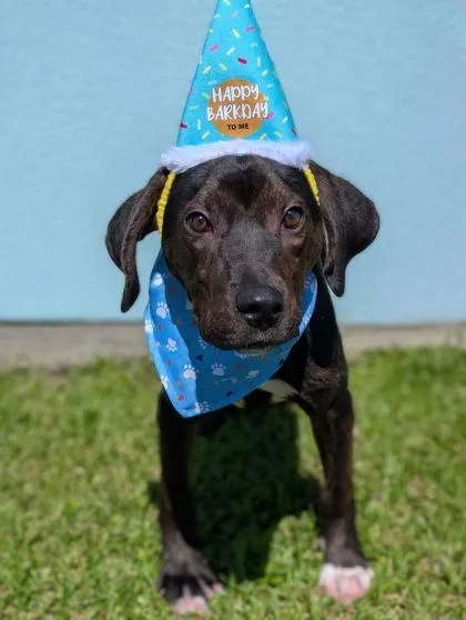 A young medium-sized male Mixed Breed dog named Flint for adoption in Gulfport, MS
