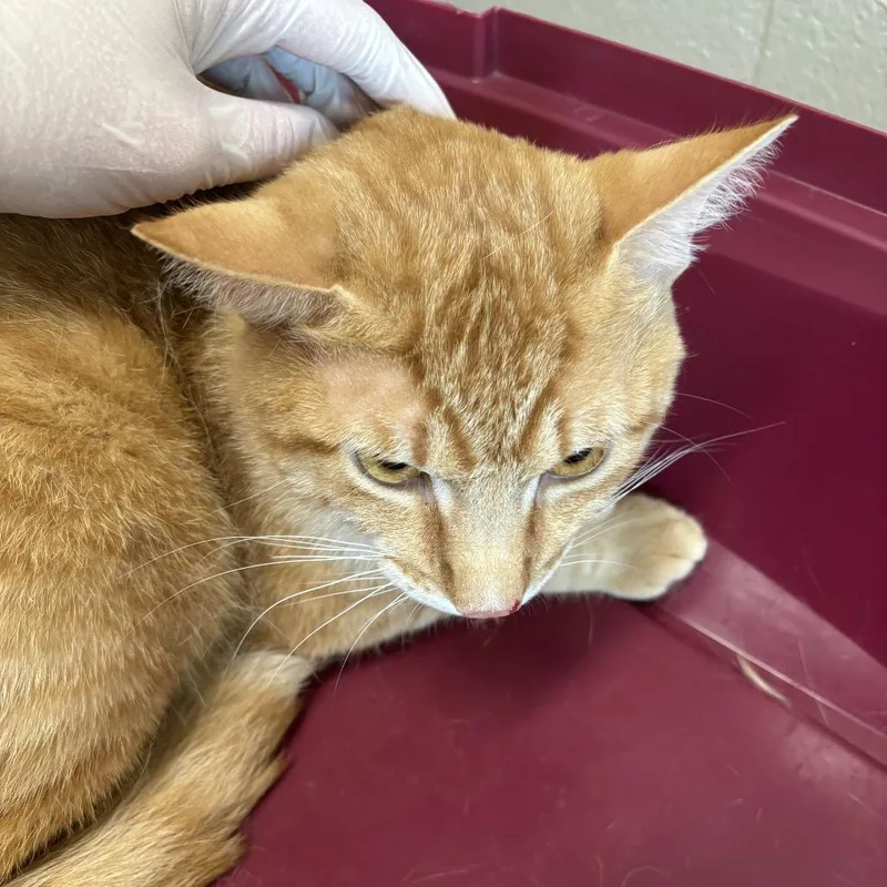 An adult large-sized male Orange / Red Domestic Short Hair cat named Sonny for adoption in Council Bluffs, IA