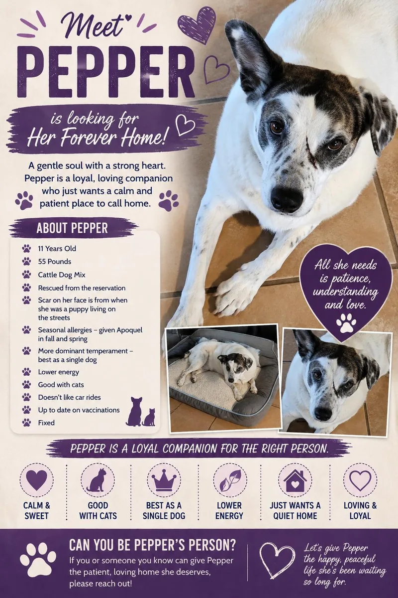 A senior medium-sized female White / Cream Cattle Dog dog named Pepper for adoption in Yarnell, AZ