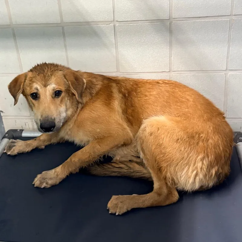 An adult medium-sized male Golden Labrador Retriever dog named Dax for adoption in Bryan, TX