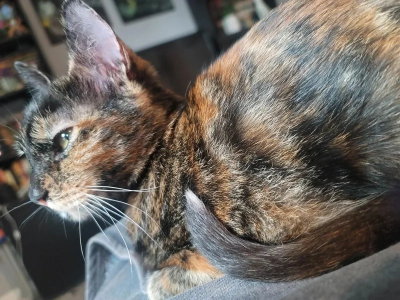 A baby medium-sized female Tortoiseshell cat named Pepper for adoption in MONTGOMERY, TX