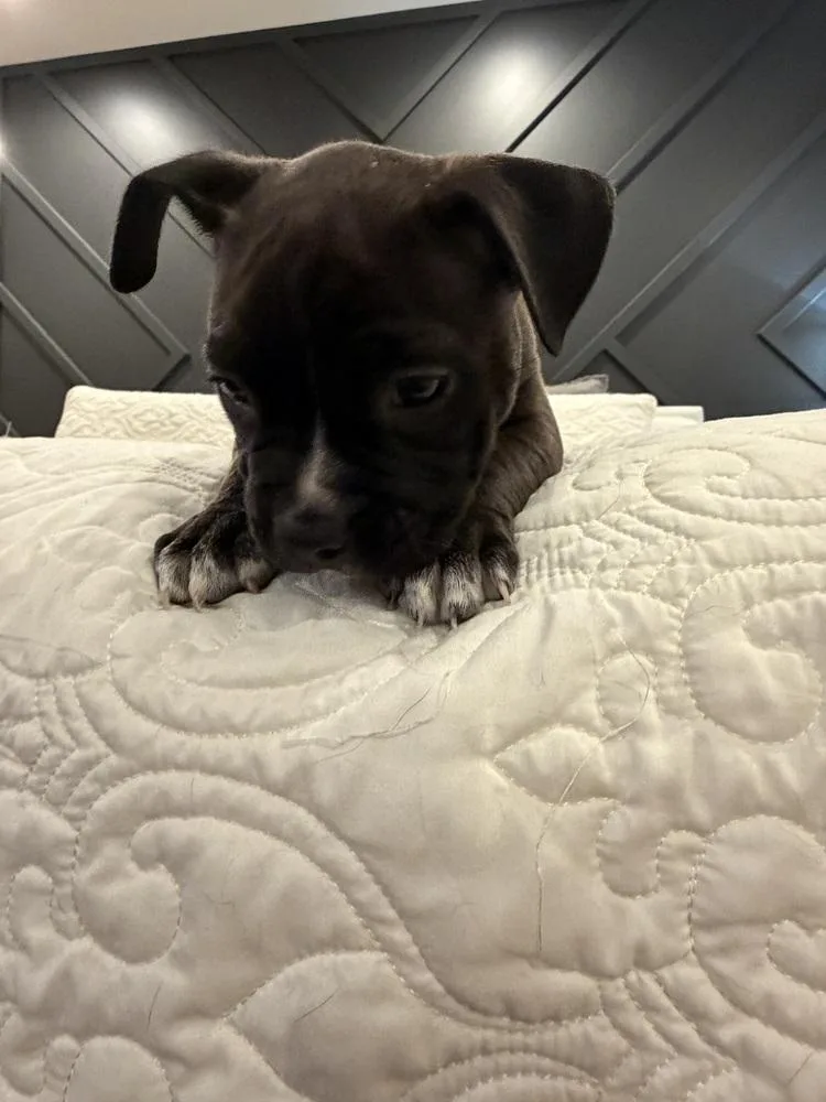 A baby medium-sized male Black Mixed Breed dog named Cortland for adoption in Clinton Township, MI