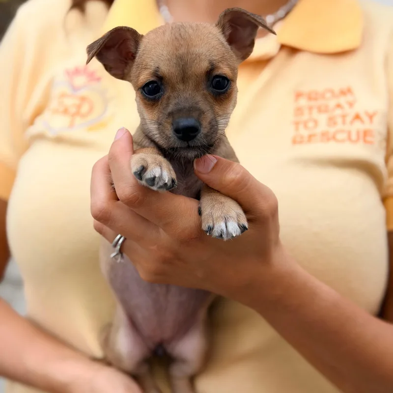 A baby small-sized female Bicolor Chihuahua dog named Dolores for adoption in Manvel, TX