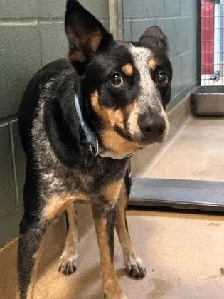 A baby medium-sized male Australian Cattle Dog / Blue Heeler dog named Clue for adoption in Oakland, CA