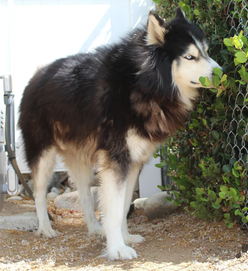 An adult large-sized male Black Alaskan Malamute dog named Scamper for adoption in Yucca Valley, CA
