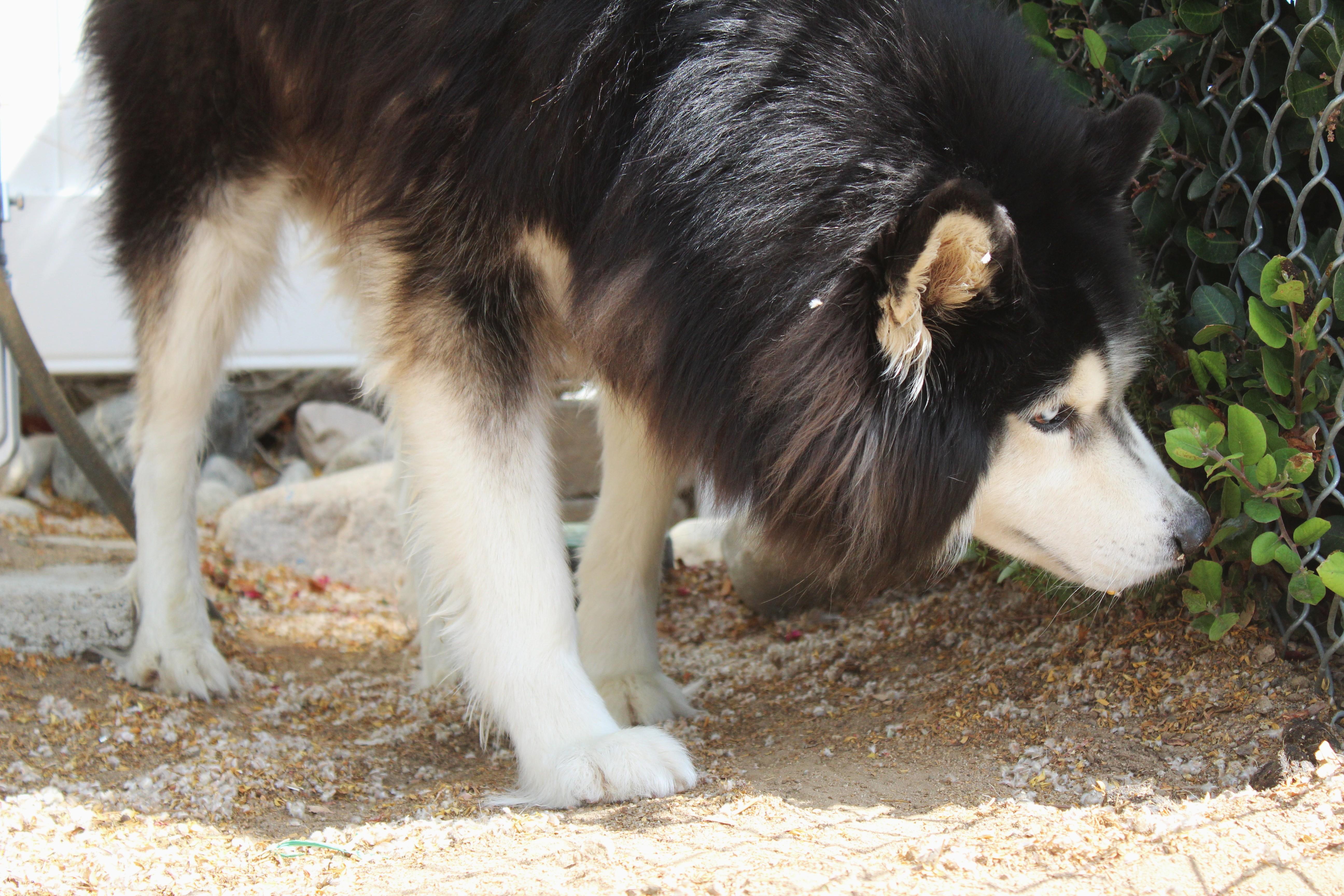 Scamper thumbnail 2