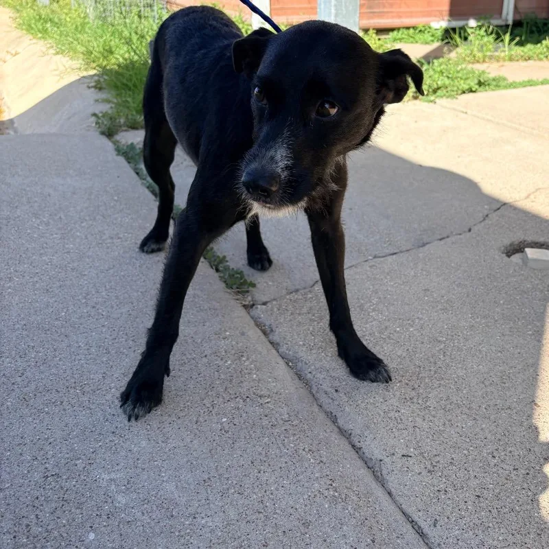 An adult medium-sized female Black German Wirehaired Pointer dog named Heidi for adoption in Bryan, TX