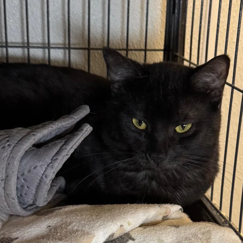 A baby medium-sized male Domestic Short Hair cat named Shadow for adoption in Saginaw, MI