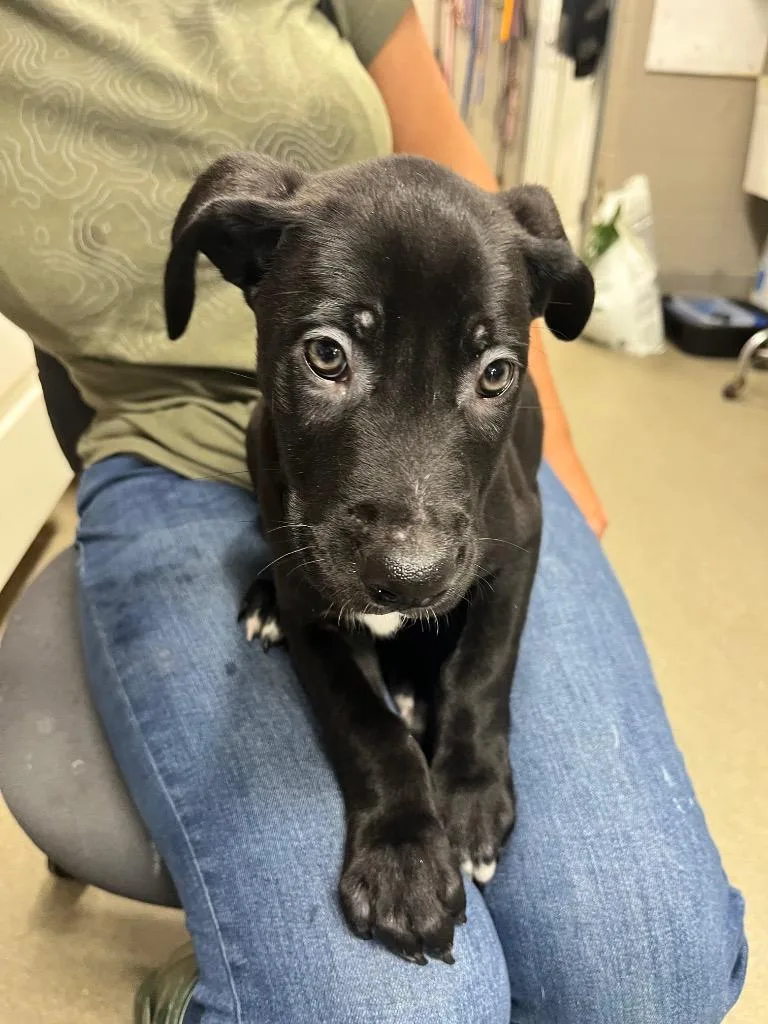 A baby medium-sized male Labrador Retriever dog named Beau for adoption in Hopkinsville, KY