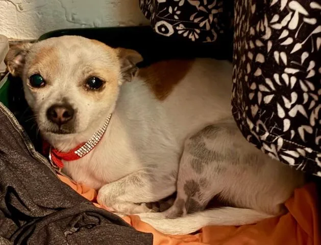 An adult small-sized female White / Cream Chihuahua dog named Chi Chi for adoption in Franklin, NC