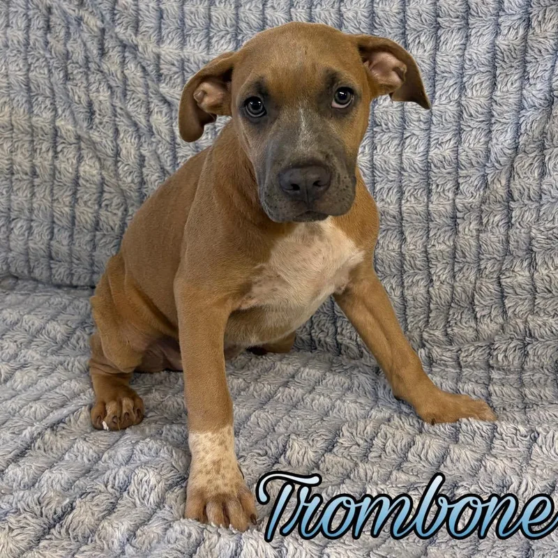 A baby large-sized male Boxer dog named Trombone for adoption in Hillsboro, OH