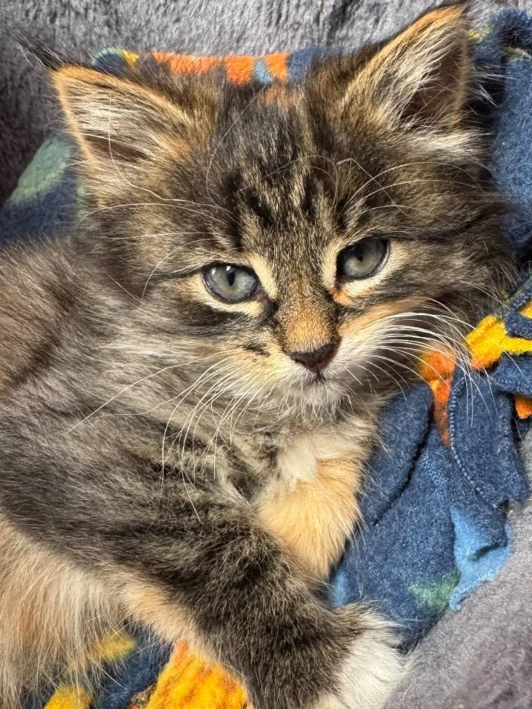A baby small-sized female Domestic Medium Hair cat named Delilah for adoption in Hagaman, NY