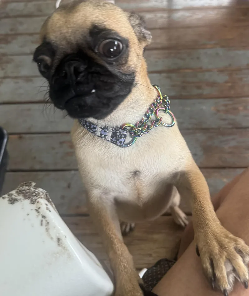 A young medium-sized female Pug dog named Gertie for adoption in Decatur, GA