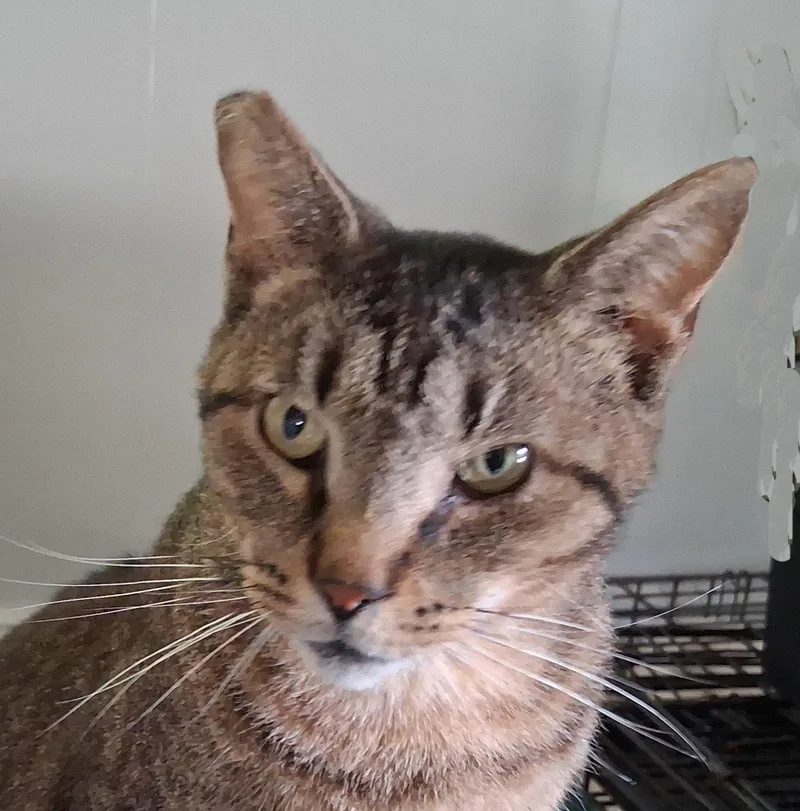 A young large-sized male Tabby cat named Whiskers for adoption in Mcconnelsville, OH