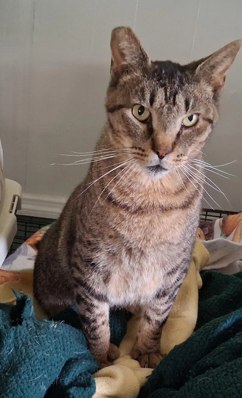 Whiskers thumbnail 2