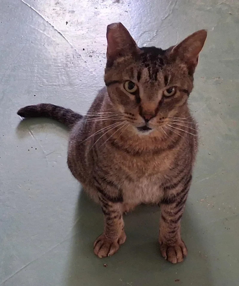 Whiskers thumbnail 3
