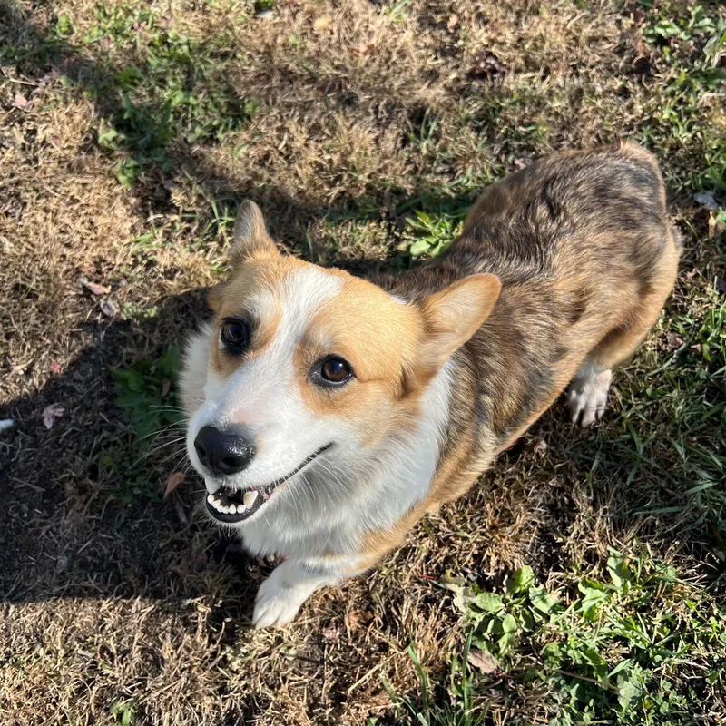 An adult medium-sized female Golden Pembroke Welsh Corgi dog named Cagney for adoption in Fairmont, MN