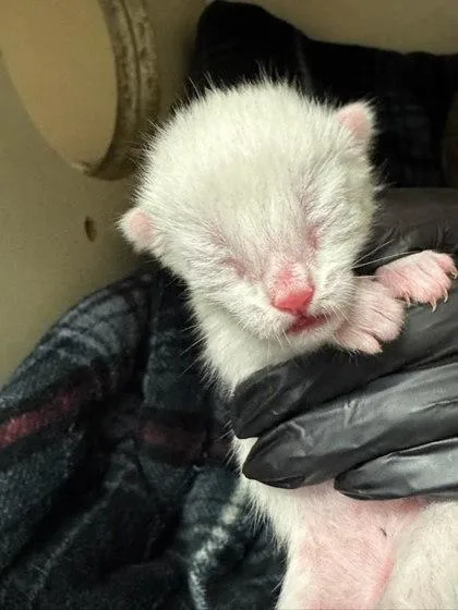A baby small-sized male Domestic Short Hair cat named Ciroc for adoption in Chamblee, GA