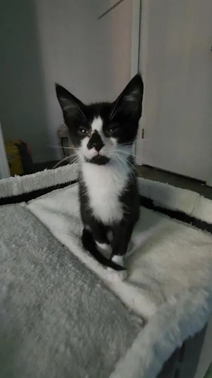 A young small-sized female Domestic Short Hair cat named B Puck for adoption in North Charleston, SC