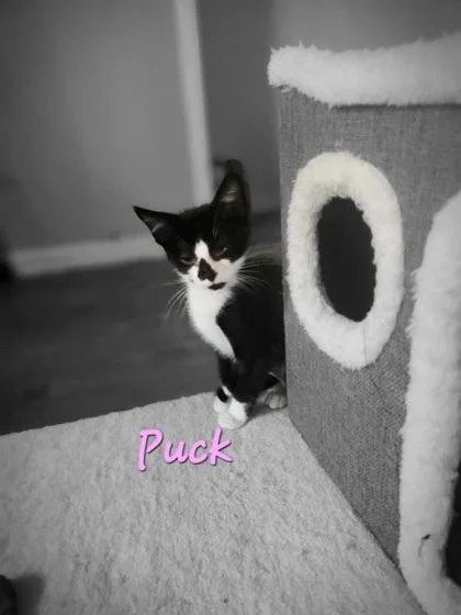 B Puck thumbnail 2