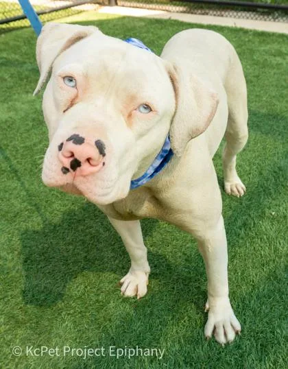 An adult extra large-sized female White / Cream Pit Bull Terrier dog named Piggy for adoption in Kansas City, MO
