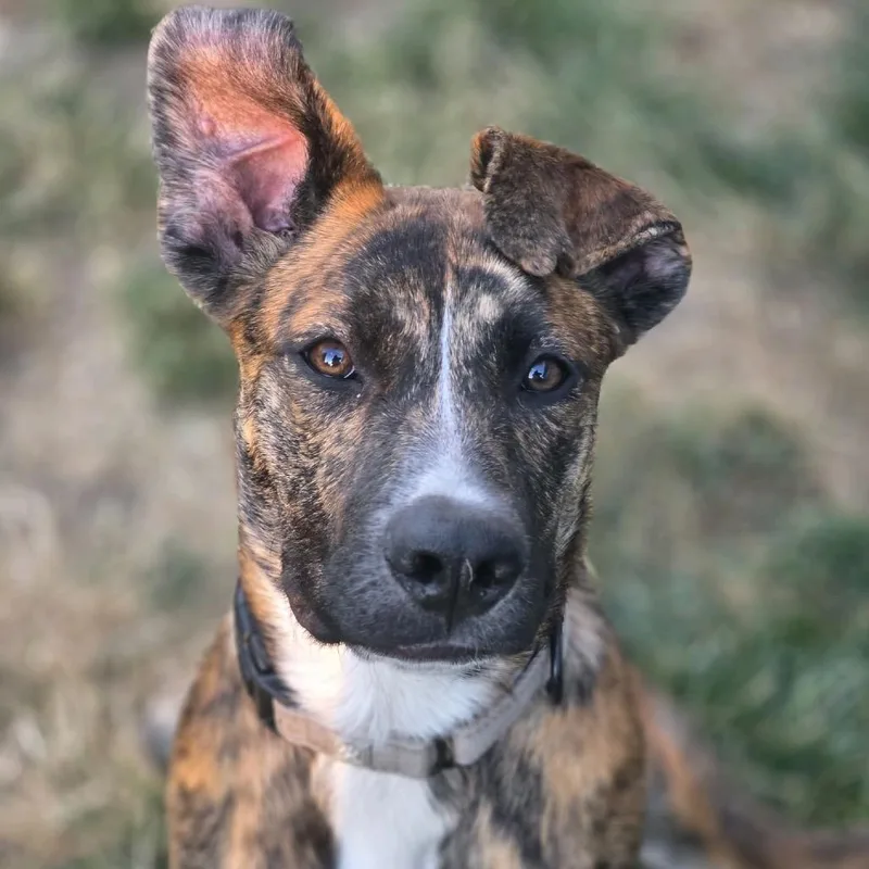 A young large-sized female Yellow / Tan / Blond / Fawn American Staffordshire Terrier dog named Dolly for adoption in Klamath Falls, OR