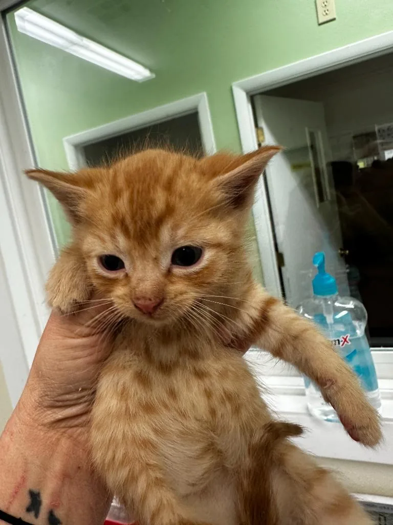 A baby small-sized male Domestic Short Hair cat named Beans for adoption in Neosho, MO