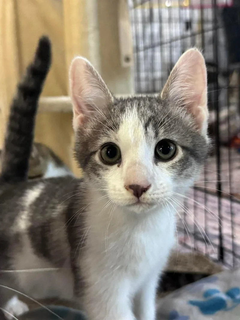 A baby medium-sized male Domestic Short Hair cat named Cloud & Rain for adoption in Rixeyville, VA