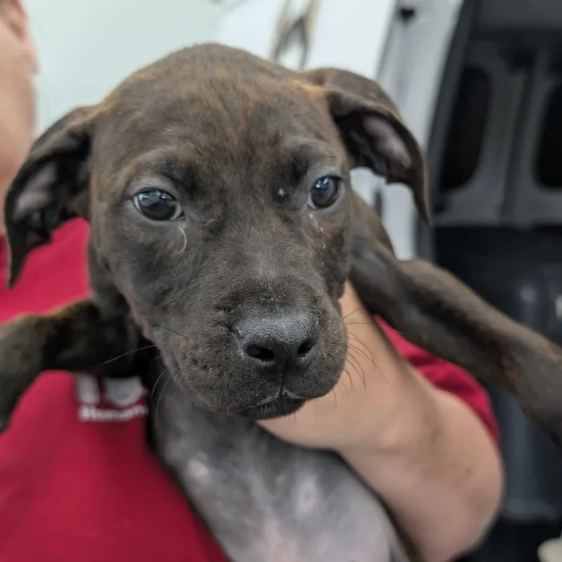 A baby medium-sized male Brown / Chocolate Mixed Breed dog named Ranger for adoption in DeKalb, IL