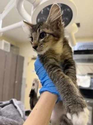 A baby small-sized male Domestic Medium Hair cat named Olaf for adoption in Honolulu, HI