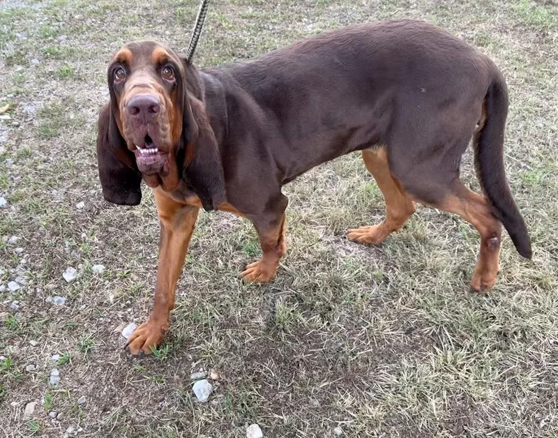 An adult large-sized female Brown / Chocolate Bloodhound dog named Nosey Rosey for adoption in Alexandria, LA