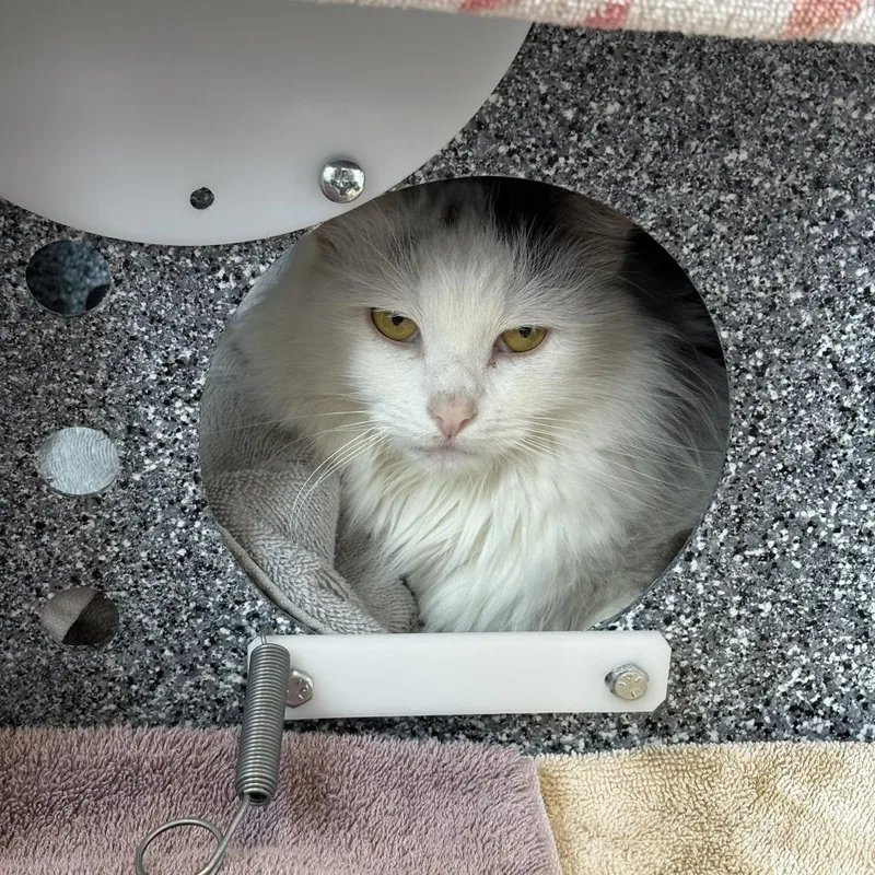 An adult large-sized female White Domestic Long Hair cat named Soul for adoption in Dover, NH