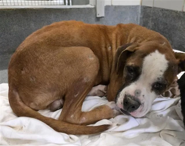 A young medium-sized male Boxer dog named Chato for adoption in San Antonio, TX