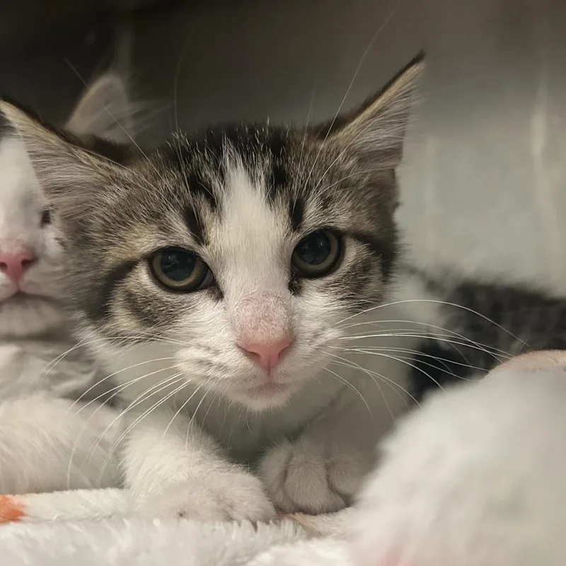A baby small-sized male White Domestic Medium Hair cat named Steak Out for adoption in Charleston, WV