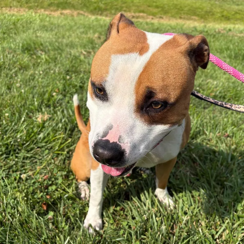 A young large-sized male Brown / Chocolate Pit Bull Terrier dog named Colby for adoption in Batavia, OH
