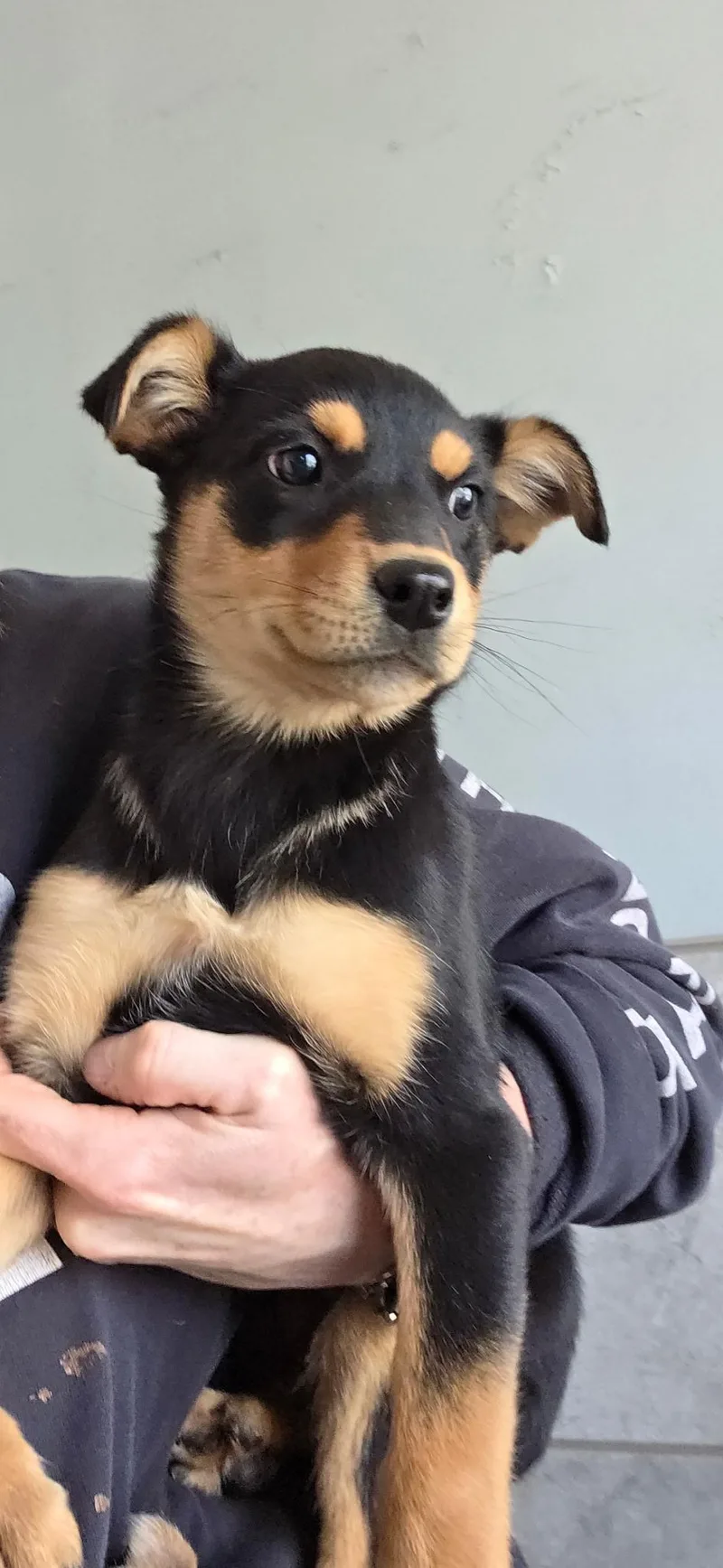 A baby small-sized female Black Miniature Pinscher dog named Ariel for adoption in Warren, MI