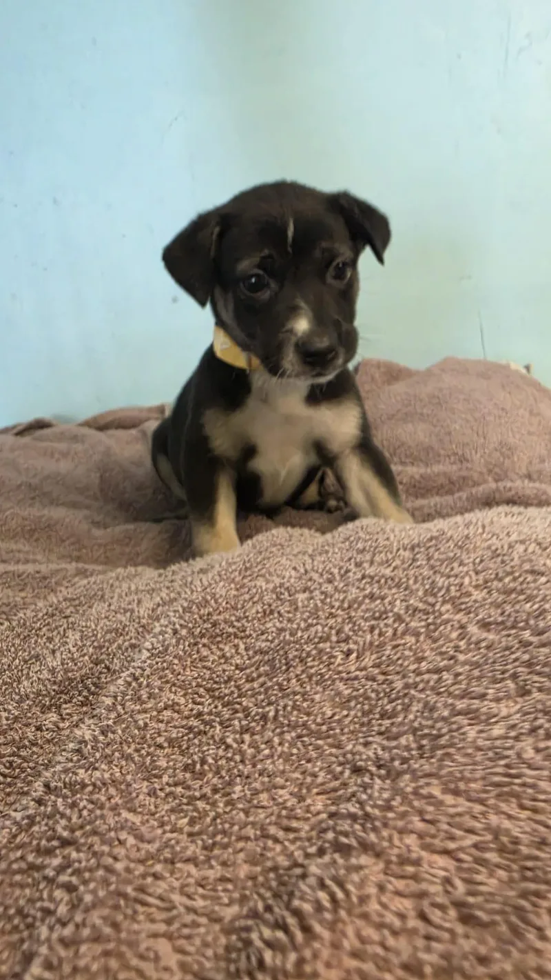 A baby medium-sized female Mixed Breed dog named Sprout for adoption in Orlando, FL