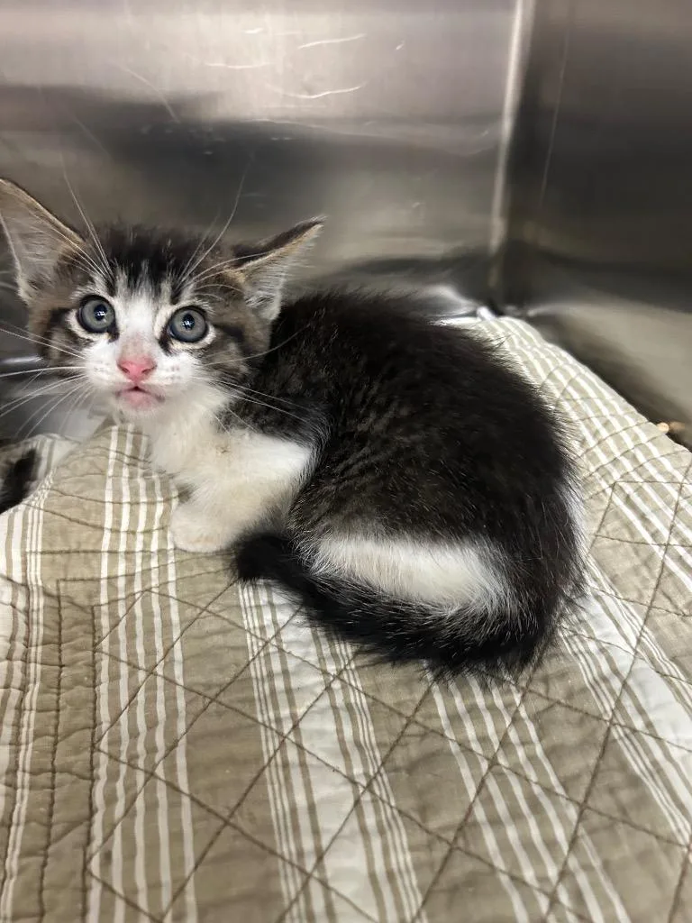 A baby medium-sized male Domestic Short Hair cat named Theo for adoption in Seven Points, TX